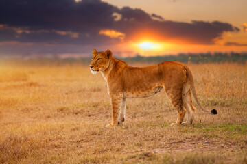 Lioness in the African savanna at sunset. Kenya.