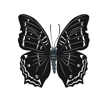 Vector illustration of silhouette butterfly cartoon on white background