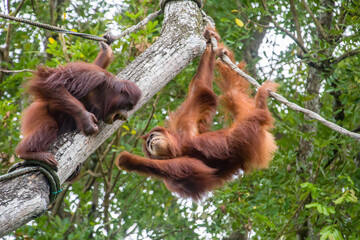 Two Bornean orangutan are fighting. 
The orangutan is a critically endangered species, with...