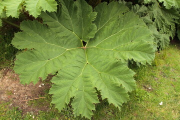 Large leaves in a park