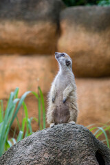 The meerkat (Suricata suricatta) stands alone as guard
A small carnivoran belonging to the mongoose family.
Its face tapers, coming to a point at the nose, which is brown. 