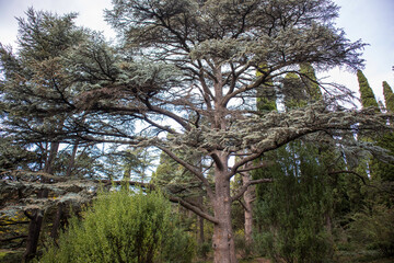 Yalta, Crimea, November 24, 2020, Massandra Park, views of trees-palm trees, fir trees and others