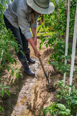 Agriculture, gardening. Girl gen z planted tomato seedlings in a greenhouse. Hobbies, remote work in quarantine in a virus. Slow life, digitally detox. Agriculture background