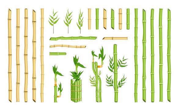 Straight curved bamboo stick stem border frame element set. Single stick and bundle, green hollow cane leaf, ecological rainforest greenery for design vector illustration isolated on white background