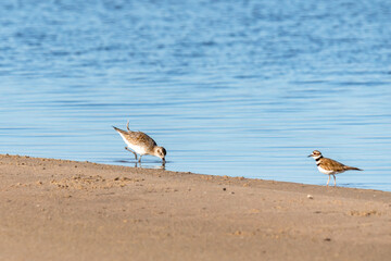 Black-bellied plover and killdeer birds on the beach. Guadalupe-Nipomo Dunes National Wildlife reserve, CA