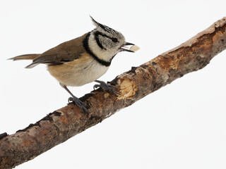 mésange huppée