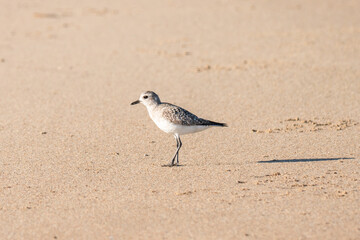 Black-bellied plover bird on the beach. Guadalupe-Nipomo Dunes National Wildlife reserve, CA