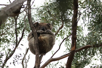 koala sitting on a tree