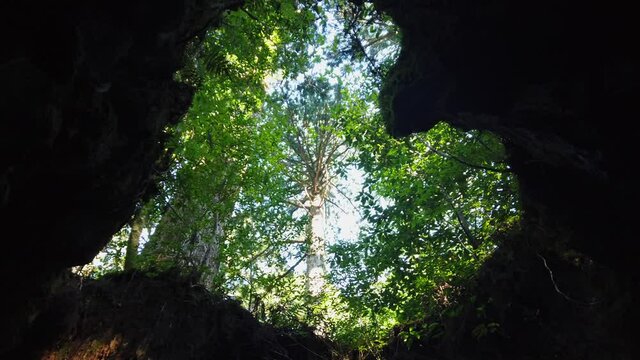 屋久島 ウィルソン株 屋久杉 縄文杉トレッキング 国立公園 鹿児島