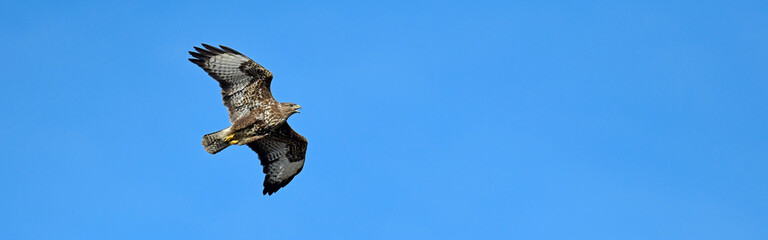 fliegender Mäusebussard (Buteo buteo) // flying Common Buzzard (Buteo buteo)