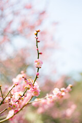 ピンク梅の花とつぼみ　青空