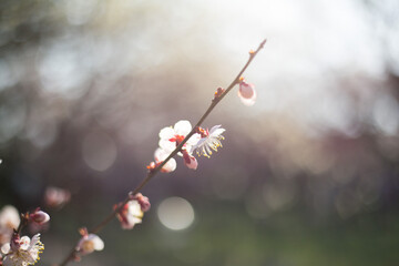 白梅とつぼみ　光