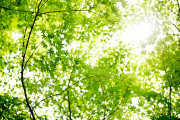 木漏れ日　青もみじ