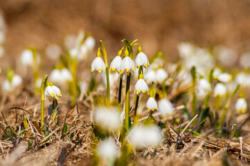 Śnieżyca wiosenna kwitnąca w Rezerwacie przyrody w Dwerniczku  Bieszczady, Dwernik, podkarpacie,...