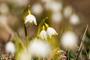 Śnieżyca wiosenna kwitnąca w Rezerwacie przyrody w Dwerniczku  Bieszczady, Dwernik, podkarpacie, spring snowflake