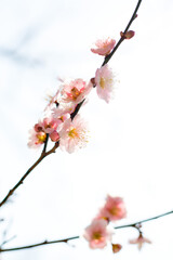 ピンク梅の花とつぼみ