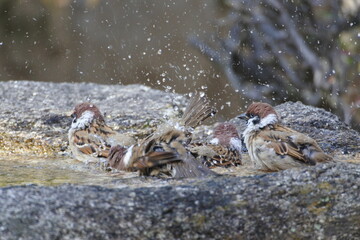 5 tree sparrows are taking a water bath with splashes and they look so excited about it.