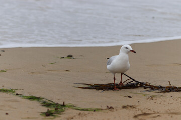 seagull on the beach
