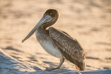 Brown pelican on the beach, close-up potrait of beautiful bird, CA