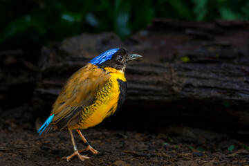 Gurney's Pitta find in South Public National Park in Thailand