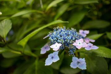 紫陽花