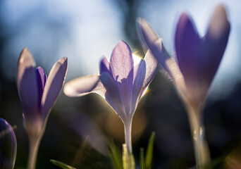 Early Crocus lilac spring flower