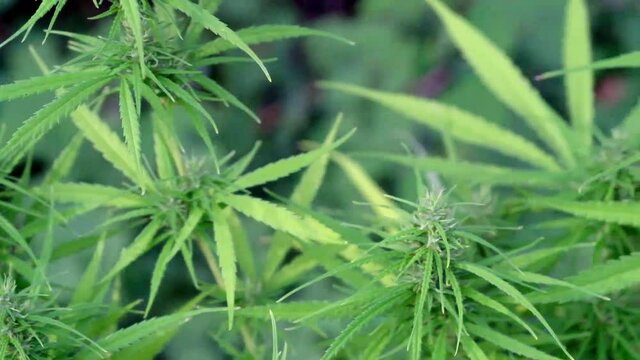 Marijuana cannabis hemp plants. Concept of herbal alternative medicine, cbd oil.