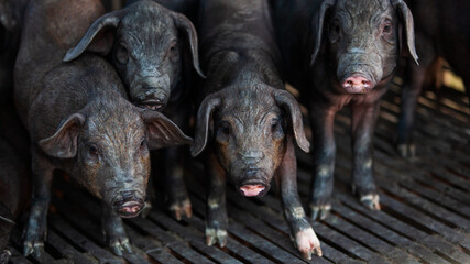 Domestic black piglets stands in a stall. © Tanes