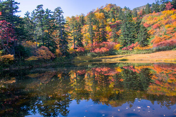Fototapeta premium Outono em Hokkaido.