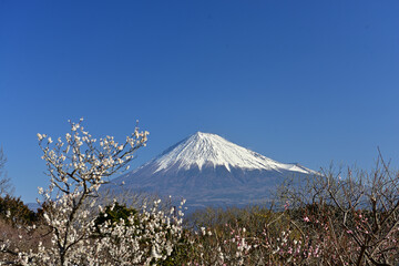 The plum trees are blossoming