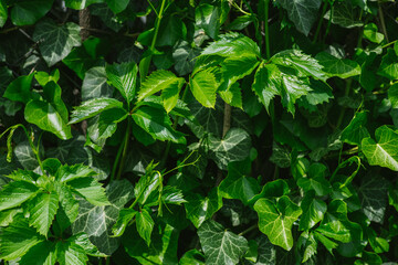 green wall of ivy and wild grapes. postcard