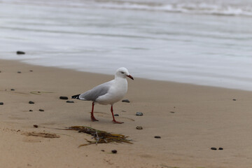 seagull on the beach
