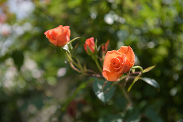 orange rose buds in the sun. summer day