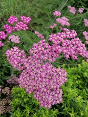 beautiful blooming pink yarrow or Achillea millefolium on a blurry background of green grass. Flower Wallpaper © Helen Pitt