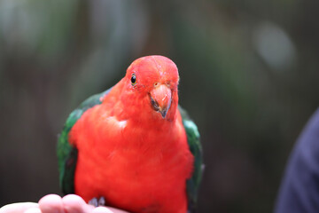 parrot