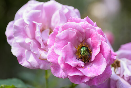 green beetle in a pink rose bud