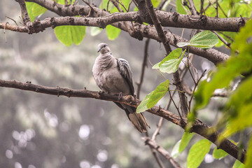 dove bird on a tree