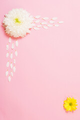 white and yellow chrysanthemum on pink  paper background