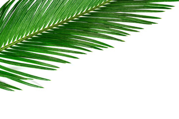 Fototapeta premium one green palm leaf on a white isolated background