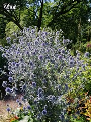 a huge bush of an unusual blue blue-headed plant or Eryngium blooming flower with inflorescences...