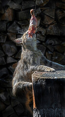 European wild cat eating suspended chickrn leg on the stump. Latin name - Felis silvestris	