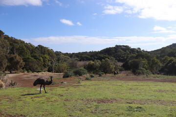 horse in the mountains