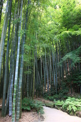 Obraz premium 鎌倉の夏 報国寺 竹林