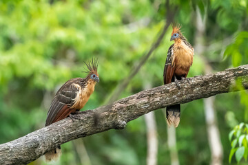 Hoatzin (Opisthocomus hoazin) with crest raised in the Amazon rainforest at Lake Sandoval, Peru, South America.