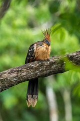 Hoatzin (Opisthocomus hoazin) with crest raised in the Amazon rainforest at Lake Sandoval, Peru, South America.