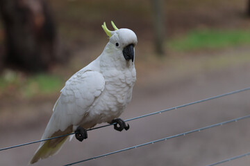 white cockatoo parrot © Light Reflex Visuals