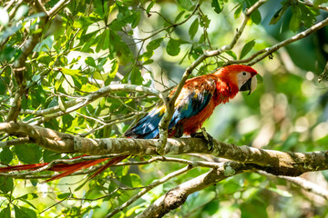 Portrait of Ara arakanga costa rica
