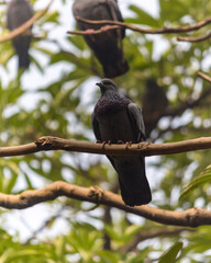 piegon perched on branch