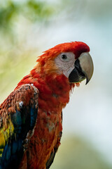 Portrait of Ara arakanga costa rica