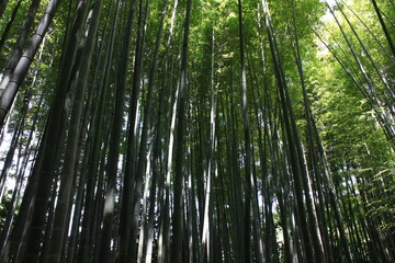 鎌倉の夏　　報国寺　竹林